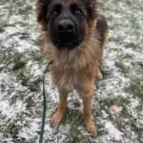 Thumbnail photo of Barkley #1