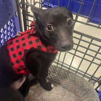 Thumbnail photo of Oberon AKA Obi #1