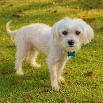 Thumbnail photo of Whisper Abby #1