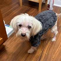 Thumbnail photo of Whisper Abby #2