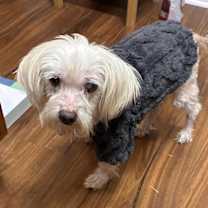 Thumbnail photo of Whisper Abby #3