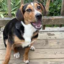 Thumbnail photo of Bandit #1