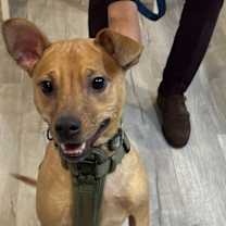 Thumbnail photo of Bruno #2