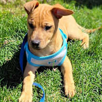 Thumbnail photo of Bruno #3