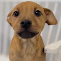 Thumbnail photo of Bruno #4