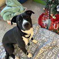 Thumbnail photo of Lilith #3