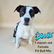 Thumbnail photo of Bonnie #1