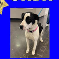 Thumbnail photo of Bonnie #2