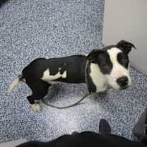 Thumbnail photo of Bonnie #3