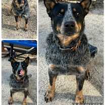 Thumbnail photo of Blue Jeans #1