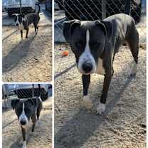 Thumbnail photo of 23035- Fern #1