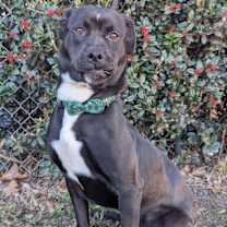 Thumbnail photo of Door Stopper #1