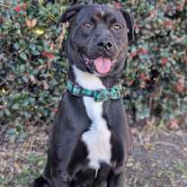 Thumbnail photo of Door Stopper #3