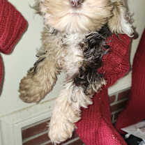 Thumbnail photo of Minka #1