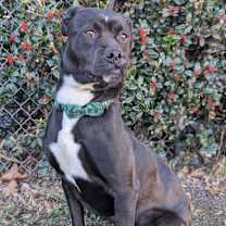 Thumbnail photo of Door Stopper #4