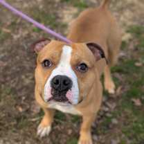 Thumbnail photo of Drama Llama #1