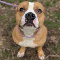 Thumbnail photo of Drama Llama #2