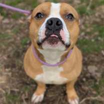 Thumbnail photo of Drama Llama #3