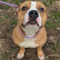 Thumbnail photo of Drama Llama #4