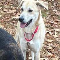 Thumbnail photo of Sunni #1