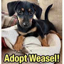 Thumbnail photo of Weasel #1