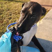 Thumbnail photo of Galaxy #4