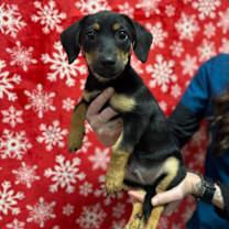 Thumbnail photo of Weasel #2