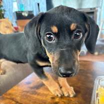 Thumbnail photo of Weasel #4