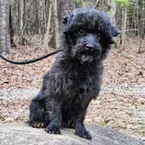 Thumbnail photo of ToTo #1