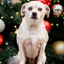 Thumbnail photo of Precious #1