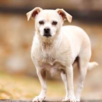 Thumbnail photo of Precious #3