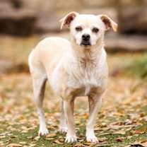 Thumbnail photo of Precious #4