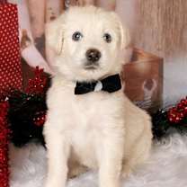 Thumbnail photo of Blizzard #1