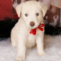 Thumbnail photo of Frost #1