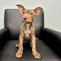 Thumbnail photo of Clara #1