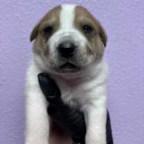 Thumbnail photo of 59972990 #1