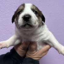 Thumbnail photo of 59972999 #2