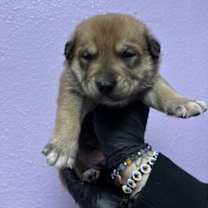 Thumbnail photo of 59973003 #2