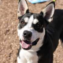 Thumbnail photo of Tug* #1