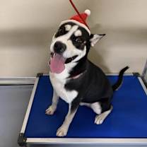 Thumbnail photo of Tug* #4