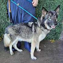 Thumbnail photo of Leia #3