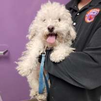 Thumbnail photo of 59981865 #2