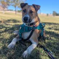 Thumbnail photo of Rocko #3