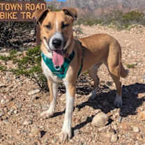 Thumbnail photo of Rocko #4