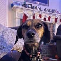 Thumbnail photo of Merry #3