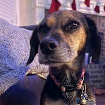 Thumbnail photo of Merry #4