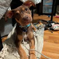 Thumbnail photo of Chevy #1