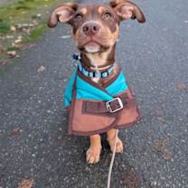 Thumbnail photo of Chevy #2