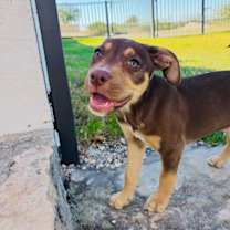 Thumbnail photo of Chevy #3