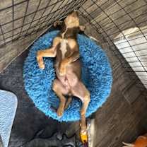 Thumbnail photo of Chevy #4